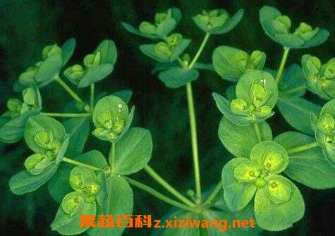 泽漆的功效与作用及常见选方