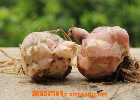 百合种球的种植方法