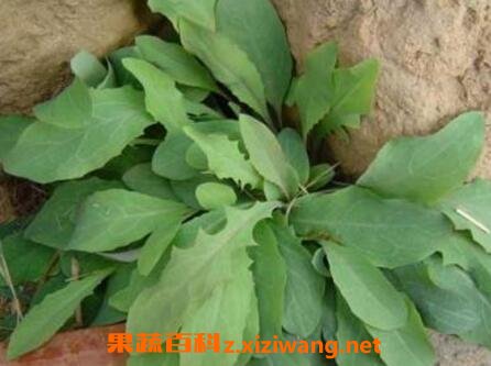 败酱草的功效与作用及禁忌