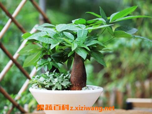 办公室放什么花最旺财
