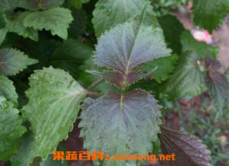 紫苏水的功效与作用