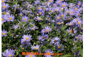 紫菀的功效与作用及禁忌