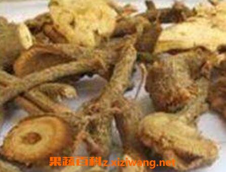 苎麻根的功效与作用