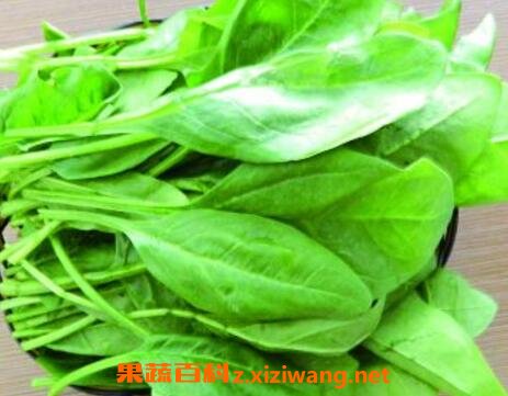 中药水菠菜的功效与作用