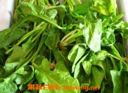 中药水菠菜的功效与作用