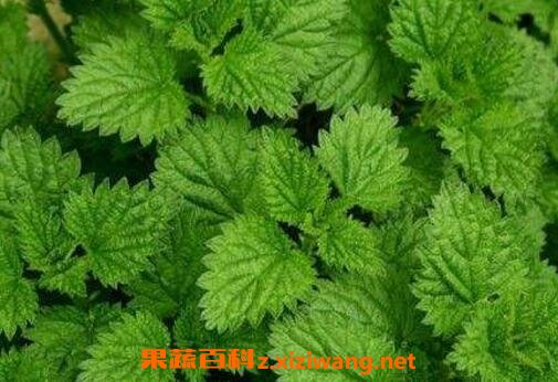 薄荷叶的功效与作用