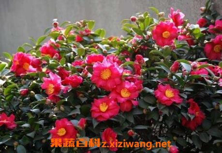 茶梅的养殖方法和注意事项