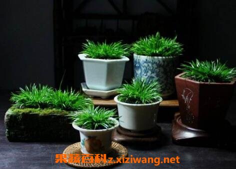 菖蒲怎么养殖 菖蒲养殖方法