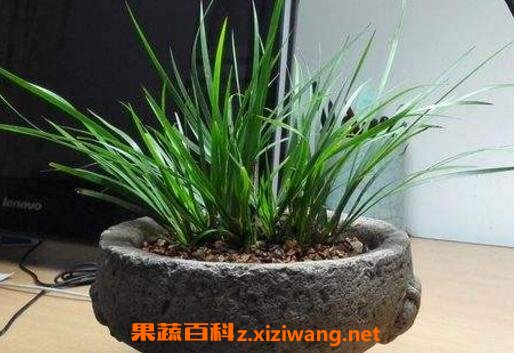 菖蒲怎么养殖 菖蒲养殖方法