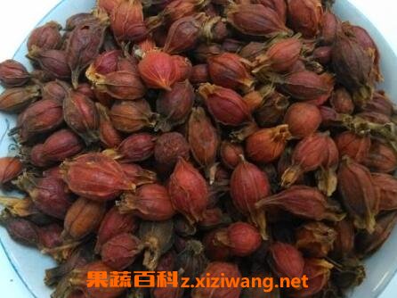 炒栀子的功效与作用