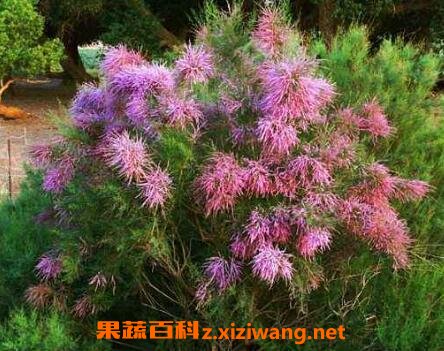 柽柳图片 柽柳的养殖方法
