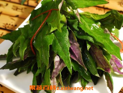 紫背天葵的功效与作用及食用方法