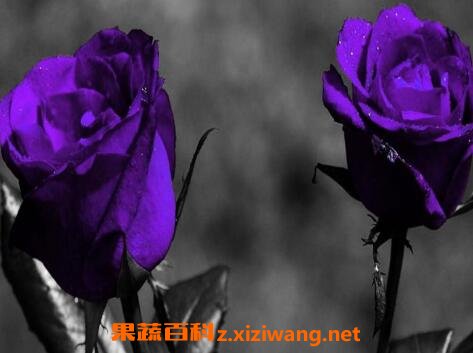 紫玫瑰与粉玫瑰的区别
