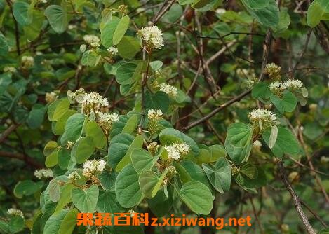 羊蹄叶的功效与作用