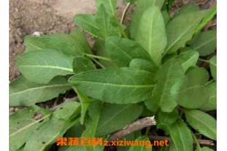 羊蹄叶怎么吃 羊蹄叶的吃法技巧