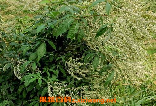 黄荆子煮水喝有作用与副作用