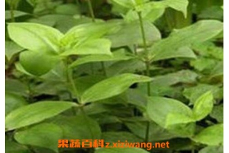 白薇的茎和叶有药用价值吗