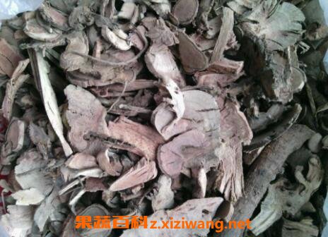 钻山风的作用与禁忌