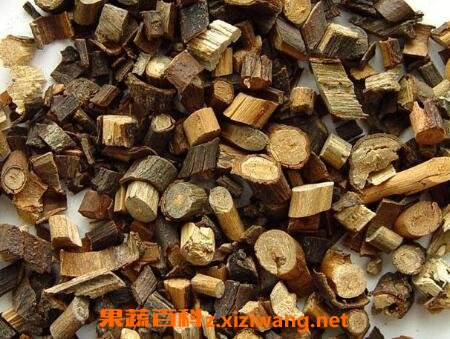 钻山风的作用与禁忌