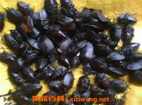 九香虫的药用价值及使用禁忌