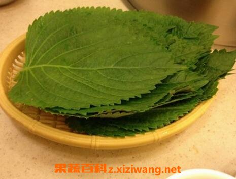 苏子叶的功效与作用使用量