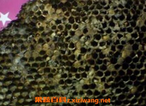 中药槐花蜂房的功效与作用