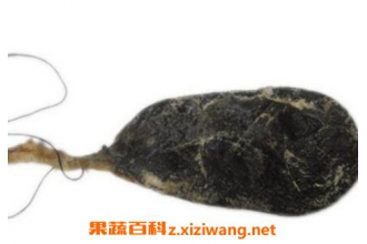 熊胆的功效与作用及药用价值