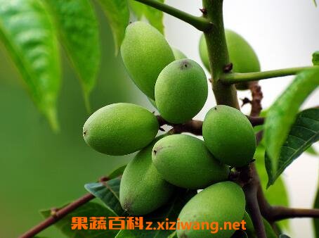 橄榄核的功效与作用