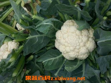 白菜花与什么相克