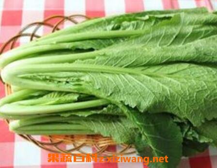 春菜与什么相克