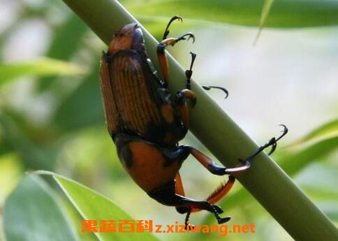 象甲虫的功效与作用
