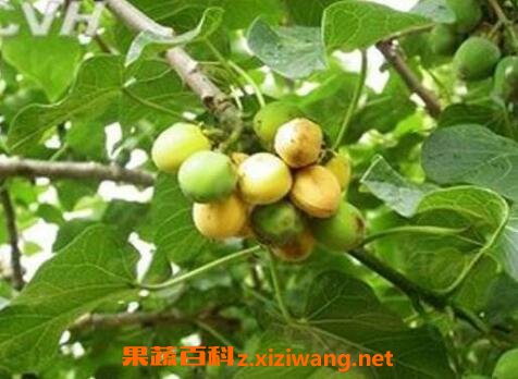 麻疯树的功效与作用