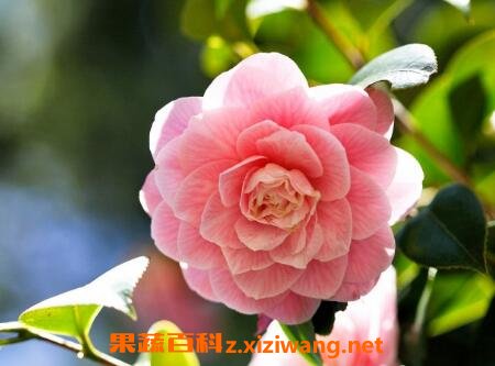 山茶花的功效与作用及副作用