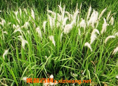 白茅花的作用与功效