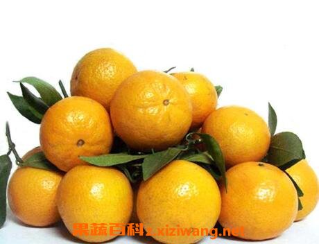 皇帝柑的功效与作用 皇帝柑的营养价值