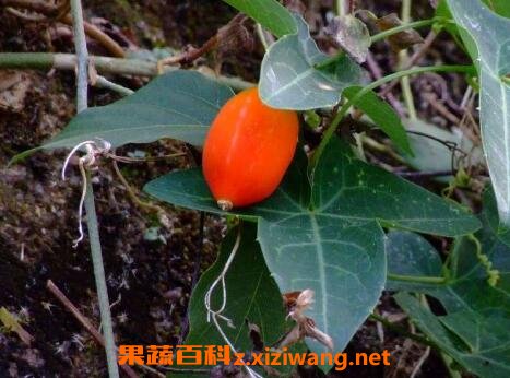 茅瓜的功效与作用