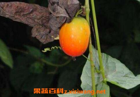 茅瓜的功效与作用