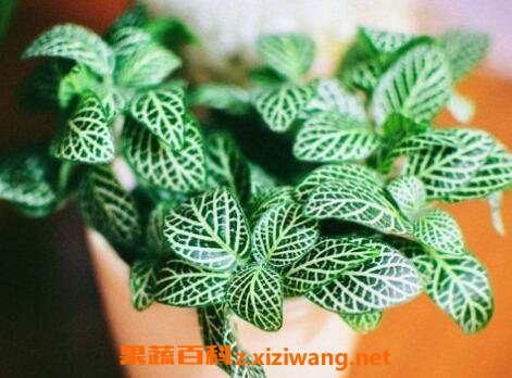 网纹草的养殖方法和注意事项