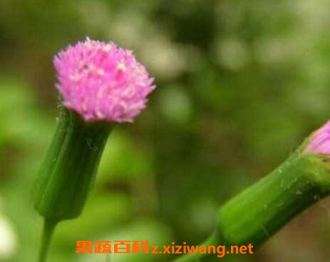 一点红的功效与作用