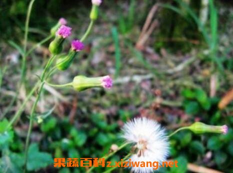一点红的功效与作用