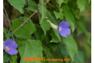 中药老鸦嘴的功效与作用