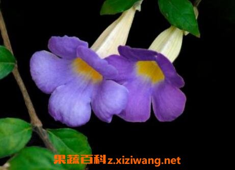 老鸦嘴功效与作用