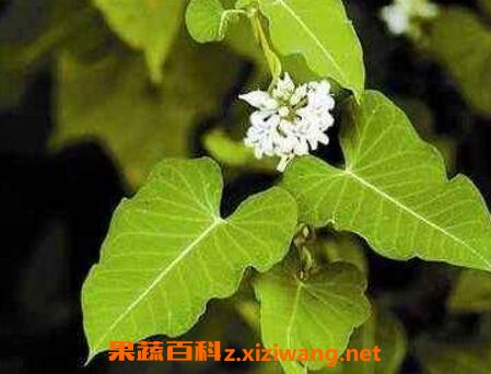 中药隔山消的副作用与功效