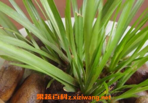 金钱蒲的功效与作用及用法
