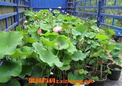 旱荷花的养殖方法和注意事项