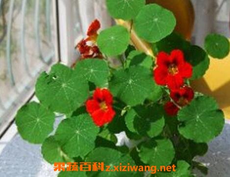 旱荷花的养殖方法和注意事项