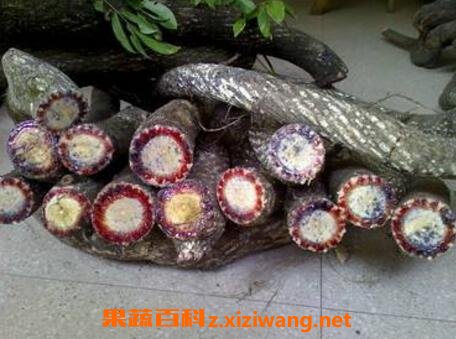 黑血藤的功效与作用