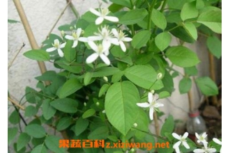 威灵仙藤的功效与作用