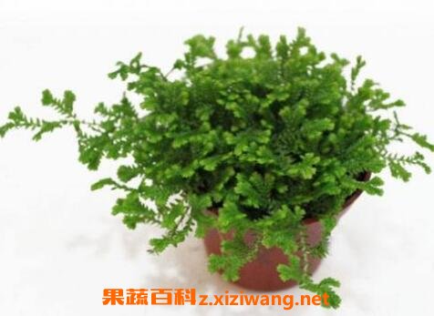 翠云草盆栽的养殖方法