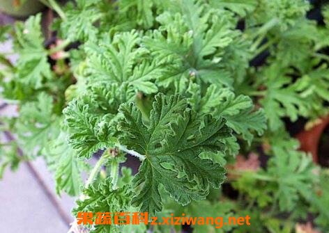 驱蚊草有用吗 驱蚊草真的可以驱蚊吗